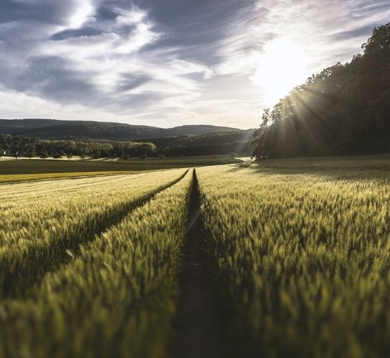 Precision Farming Shadow Maps