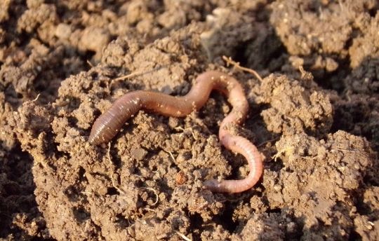 Worm - Soil humus