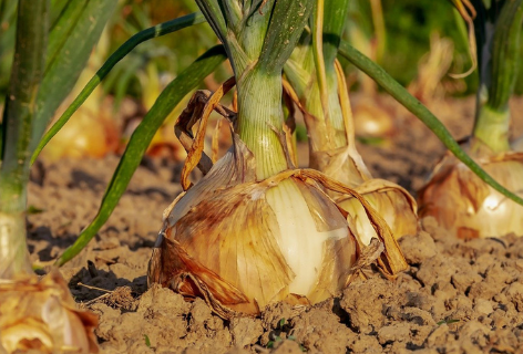 onions in a field