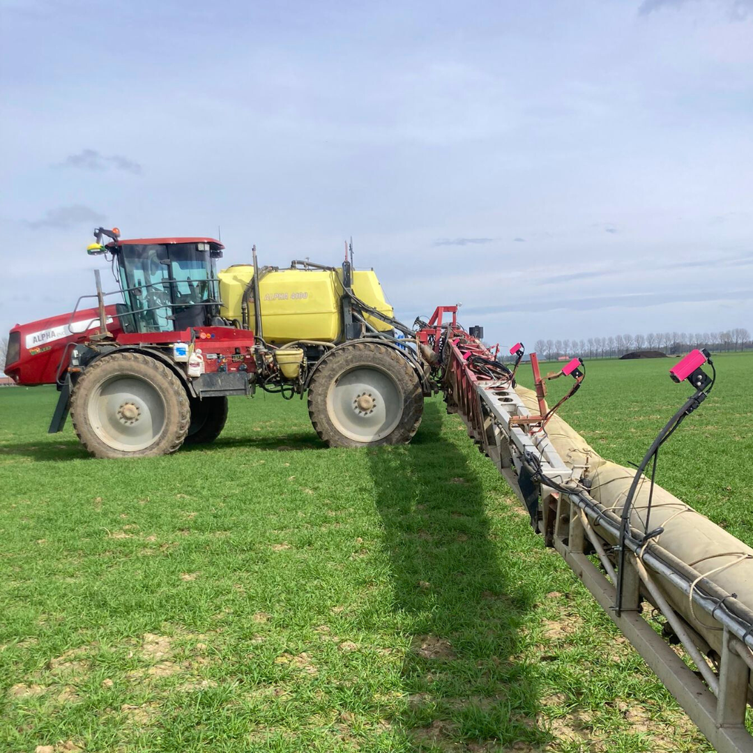 Potato row crop