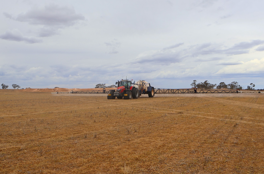 Crop sugar beet