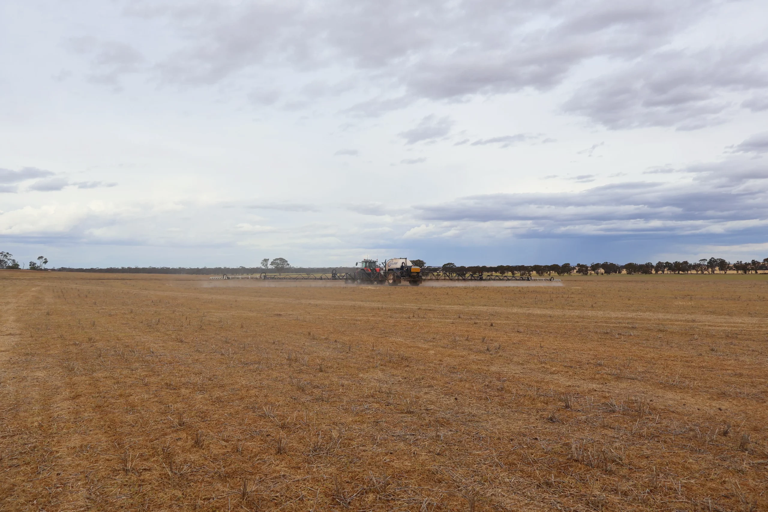 Potato row crop