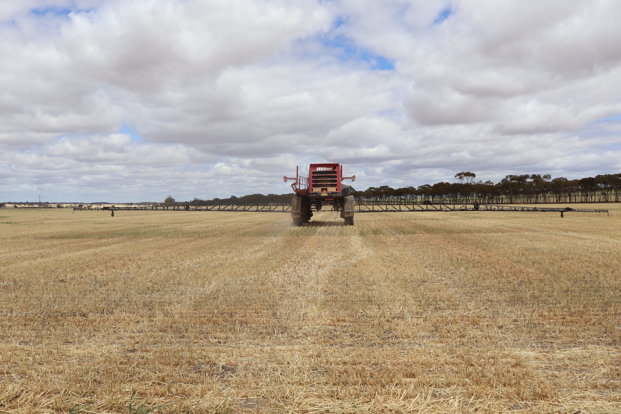 Potato row crop