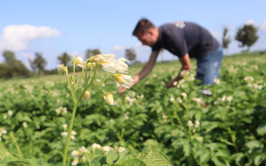 Pilot BBLeap en Agrifirm