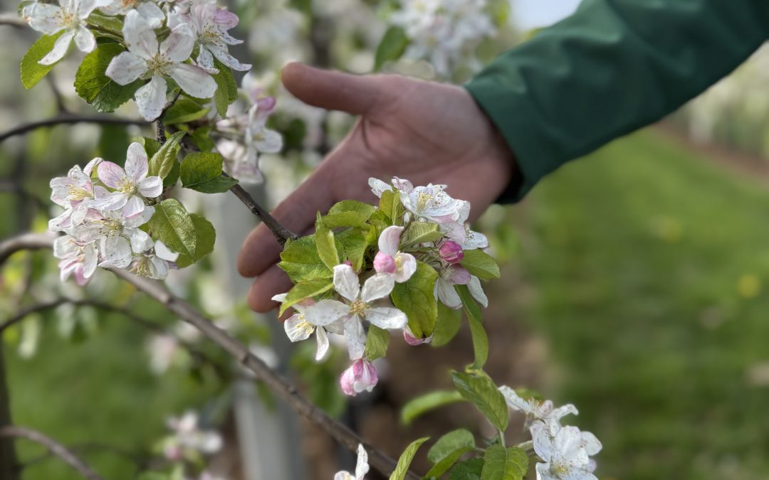 Van Kessel Fruit