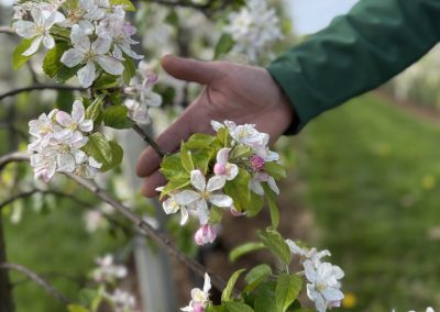 Van Kessel Fruit