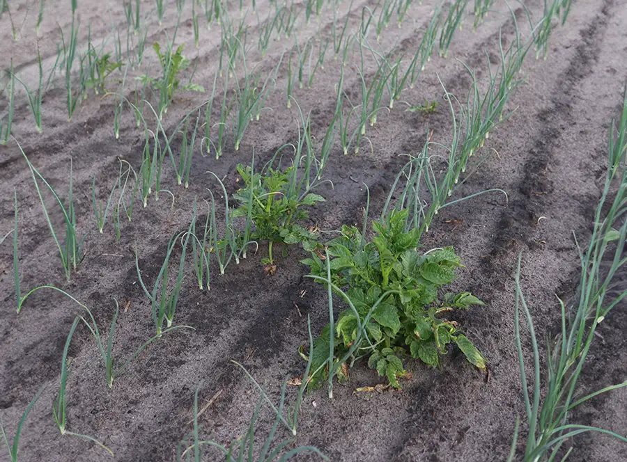 Volunteer potato plants growing among onions