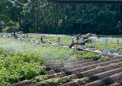30% Reduction In a Varied Potato Crop | van Leeuwen Boomkamp